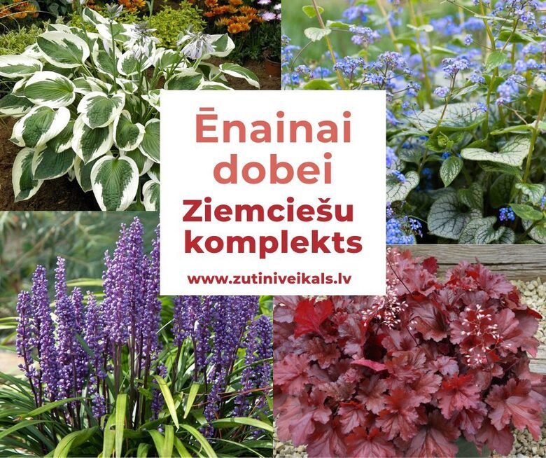 Ziemciešu komplekts Ēnainai dobei - 4 augi
